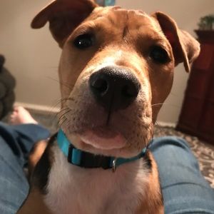 Meet your Posher, Dakota